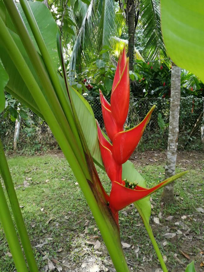 Bungalows Ache Cozy House Cahuita Exterior foto